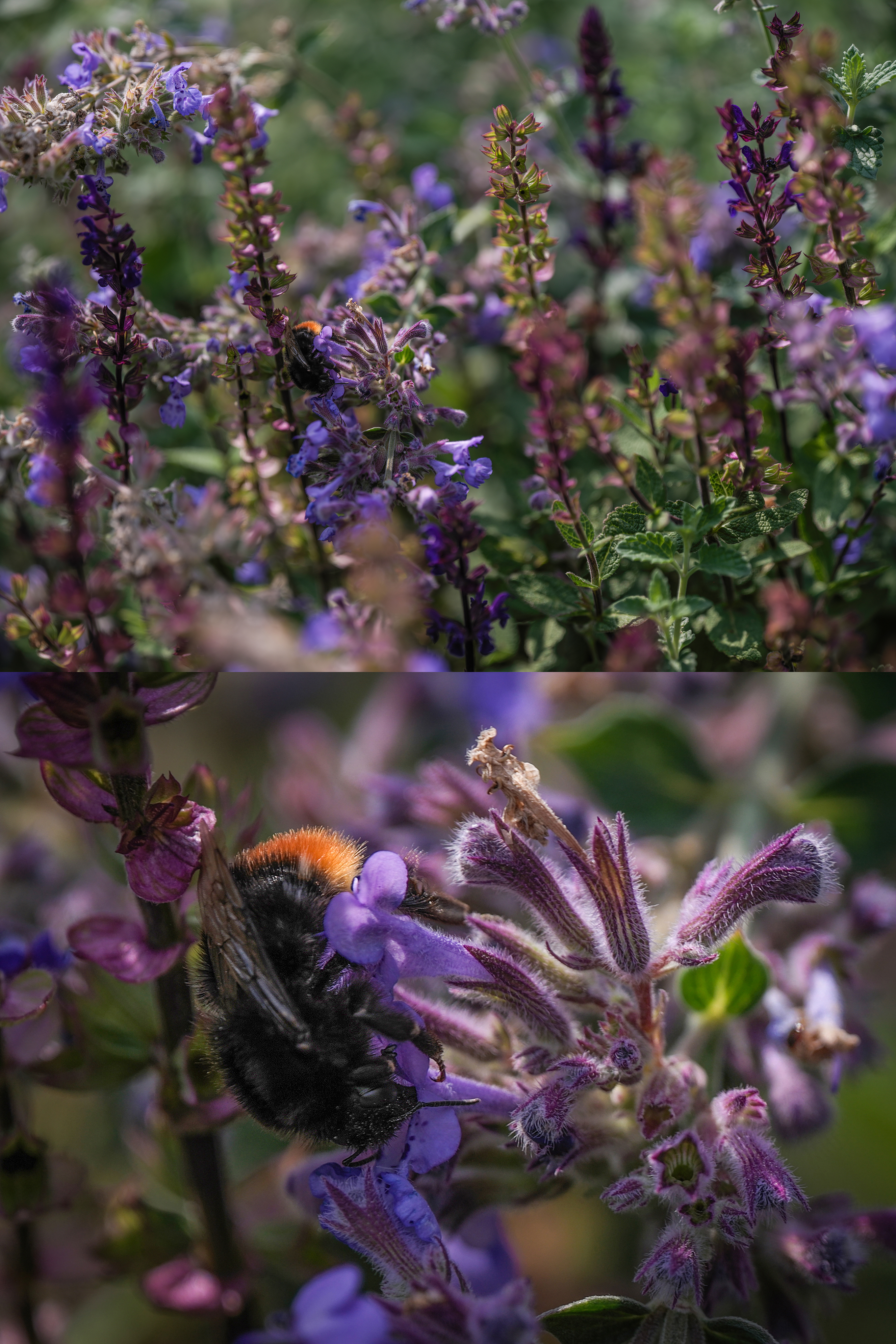 Hasselblad X2D II 100C sample image taken with the Hasselblad XCD 35-100E