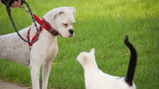 American Bulldog looking at cat