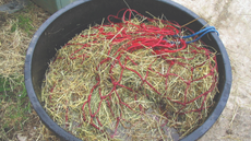A red haynet being soaked for a horse in a large black bucket of water.