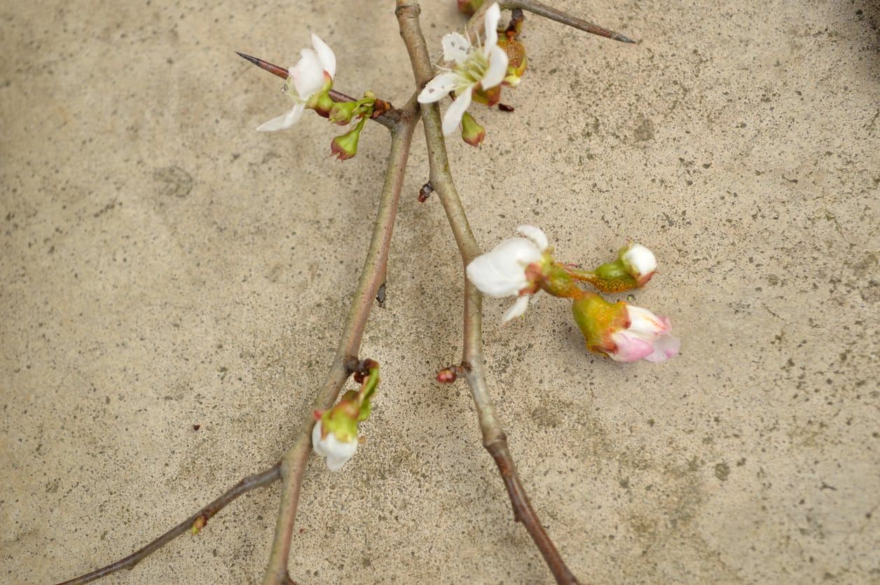 mayhaw graft