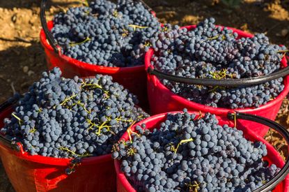 value Brunello di Montalcino 2018
