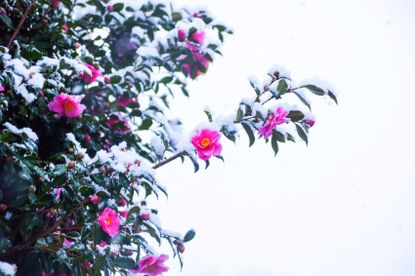 Pink Flowered Camellia Plant Covered In Snow