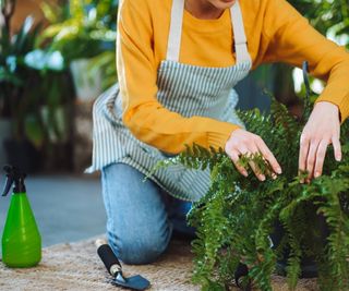 Woman tending to Boston fern plant