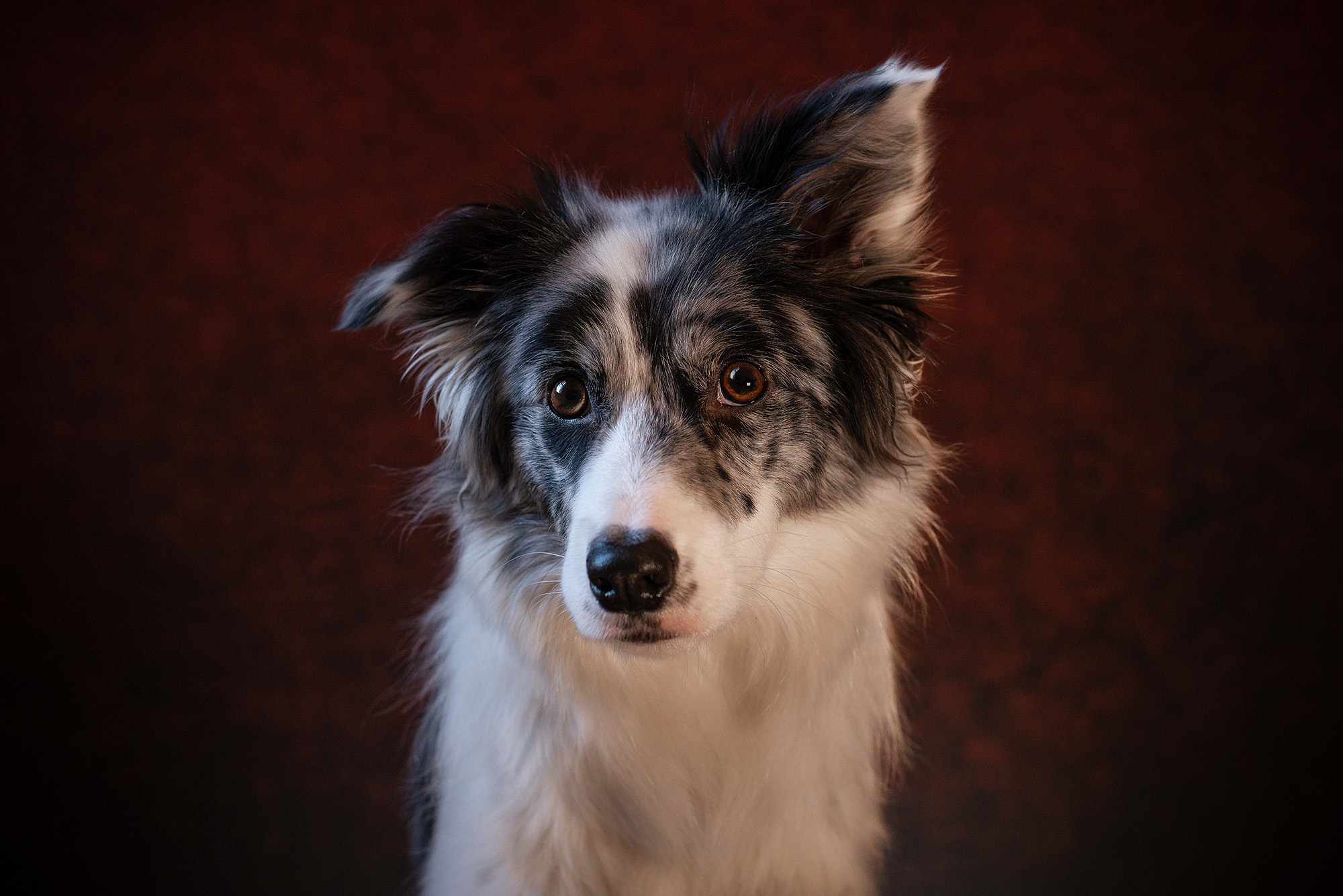 Blue merle border collie dog against a red background 