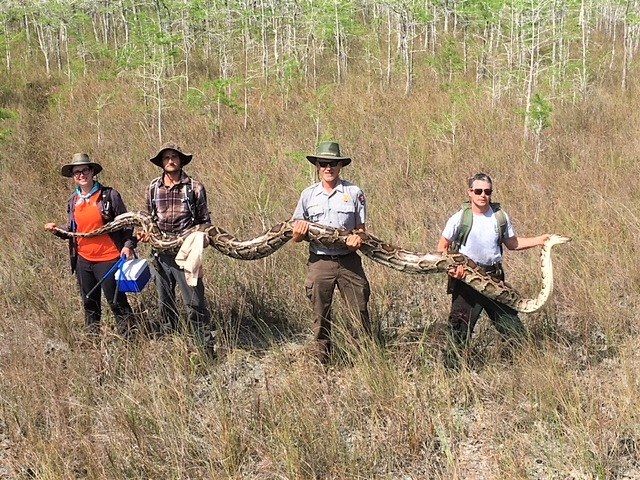 python in Florida