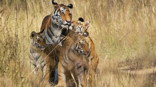 India's Bandhavgarh Tiger Reserve