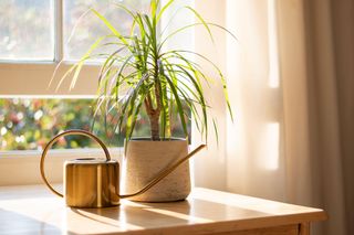 Dragon tree dracaena marginata next to a watering can in a beautifully designed home interior