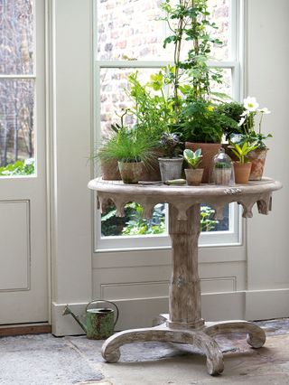 Plants arranged on a side table