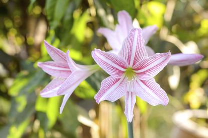 Amaryllis Flowers Growing in Garden