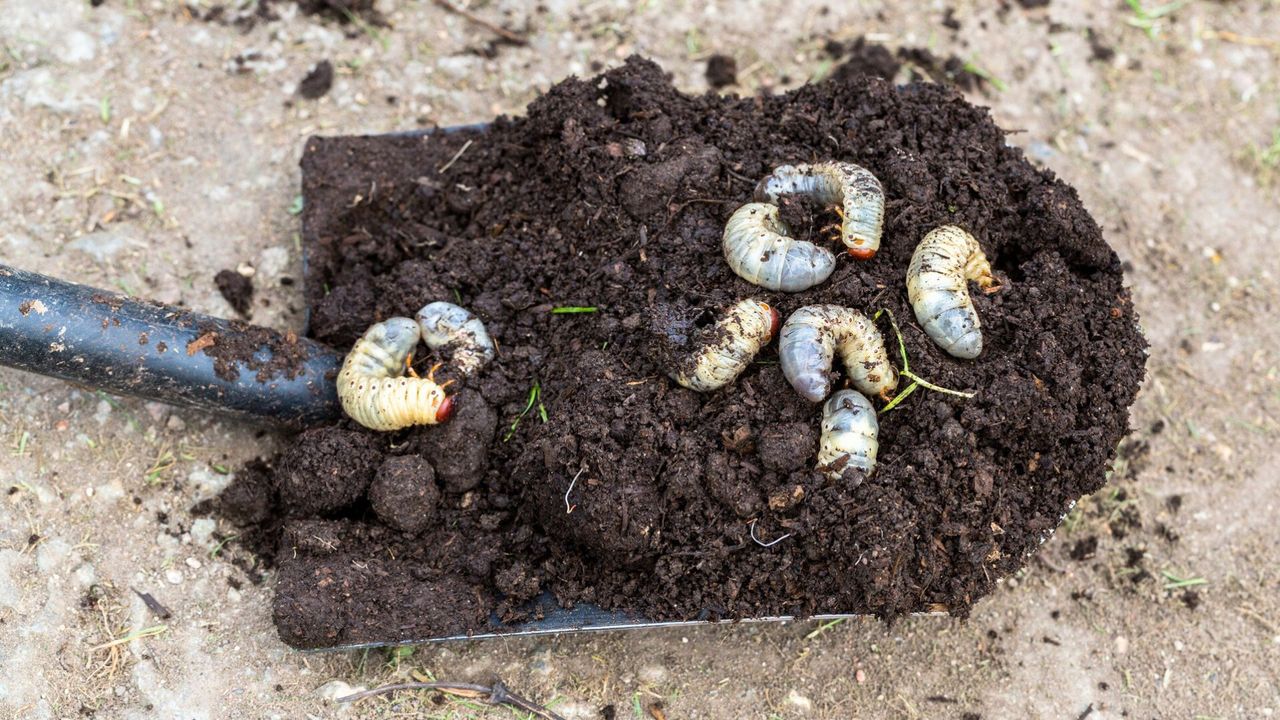 Grub Worms In Soil