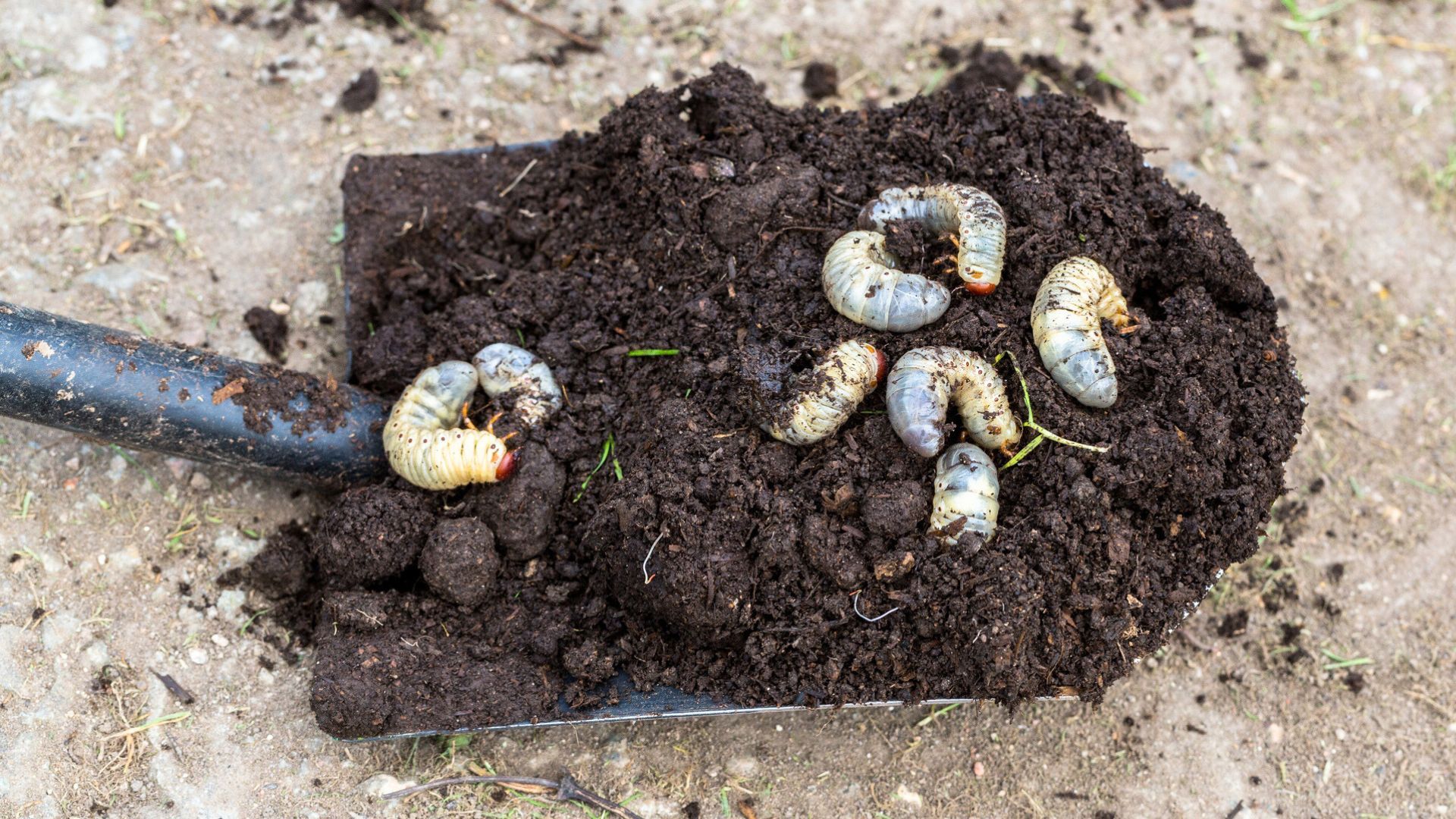 Grub Worm Control Tips On How To Get Rid Of Lawn Grubs Gardening