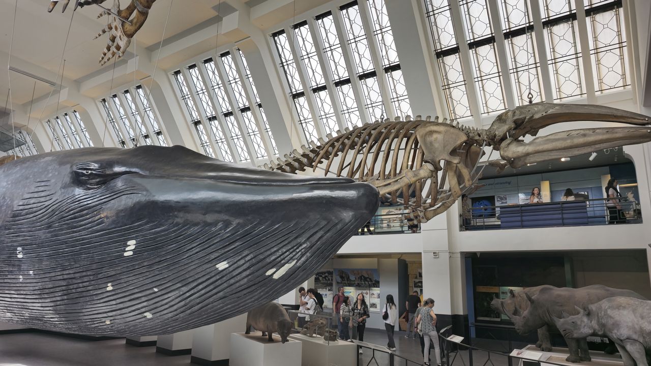 Camera shootout S24 Ultra V Honor 200 Pro