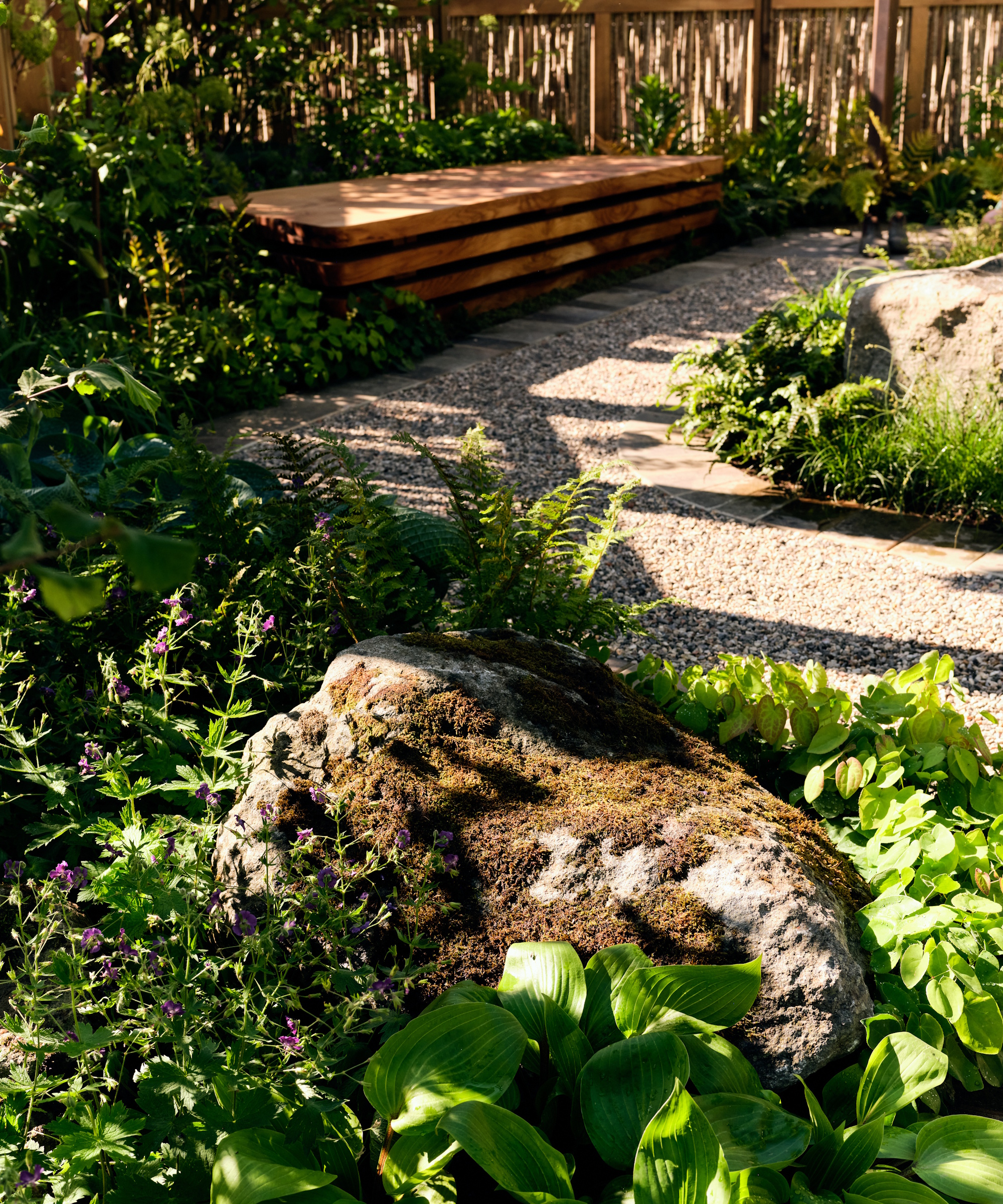 Hostas and ferns growing on The Pathway Garden at the RHS Chelsea Flower Show 2025