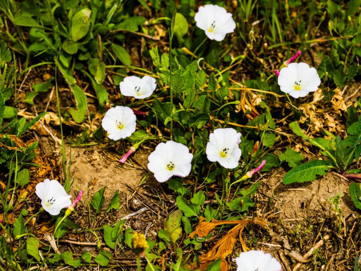 Controlling Bindweed How To Get Rid Of Bindweed Gardening Know How