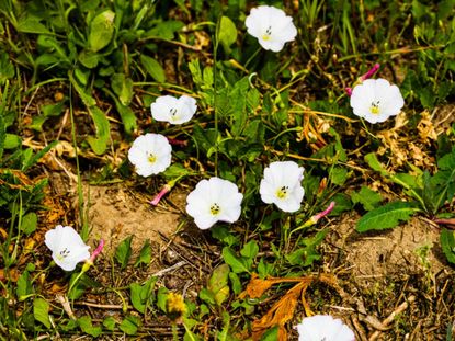 Bindweed Vine