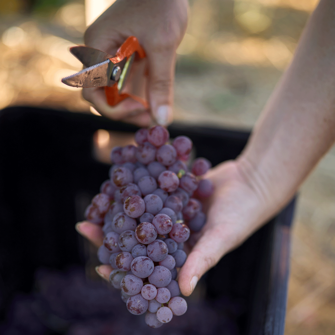 S&amp;eacute;millon Gris grapes