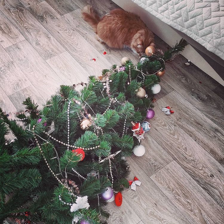 10 photos of cats vs Christmas trees that prove felines love getting 