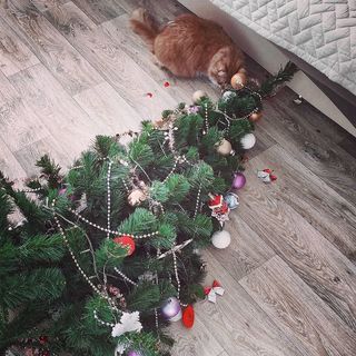 cat knocks Christmas tree down