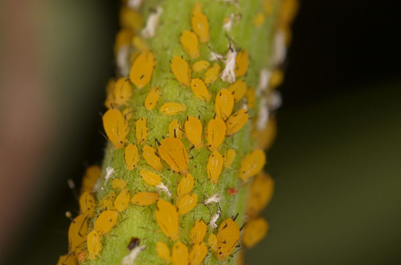 Oleander Aphids