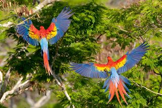 There are only about 300 wild scarlet macaws (Ara macao cyanoptera) left in Guatemala, all of which nest in an area of the Maya Biosphere reserve that is extremely vulnerable to forest fires.