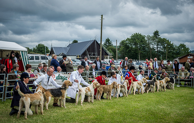 Action from the Welsh foxhounds ring where the classes were particularly well-supported