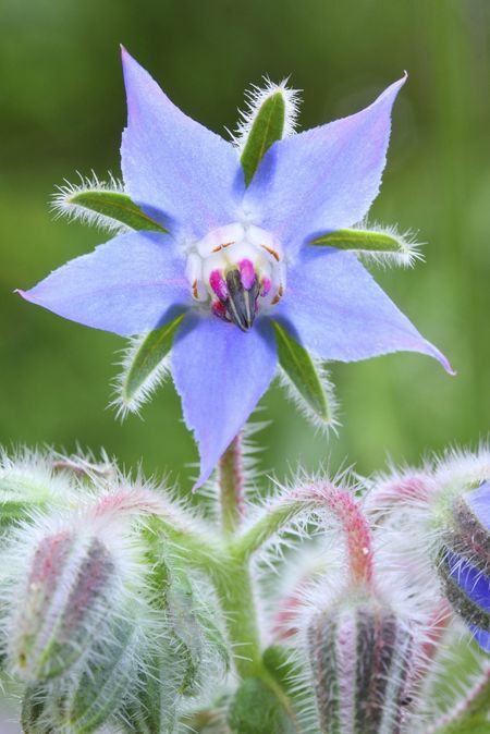 Close Up Of Purple Borage Flower