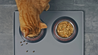 Cat eating a bowl of the best dry cat food next to a bowl of wet cat food