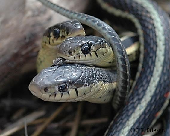 A male garter snake flicks its tongue on another snake in order to detect pheromones and determine whether or not it&#039;s a female.