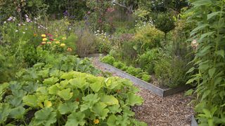 Growing zucchini in vegetable garden alongside companion plants and flowers