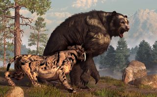 Uma ilustração de um urso de cara curta defendendo seu território de um gato dente-de-sabre durante a última era glacial.