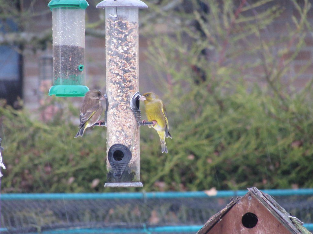 Garden bird feeders spread disease, scientists warn | The Week