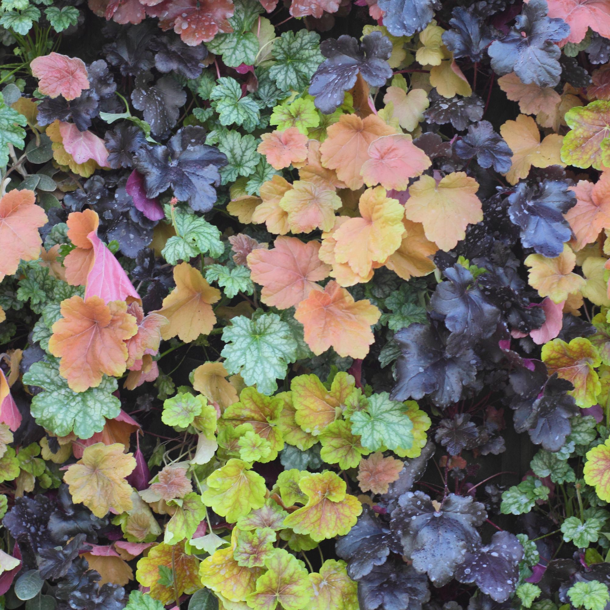 colourful Heucheras plants