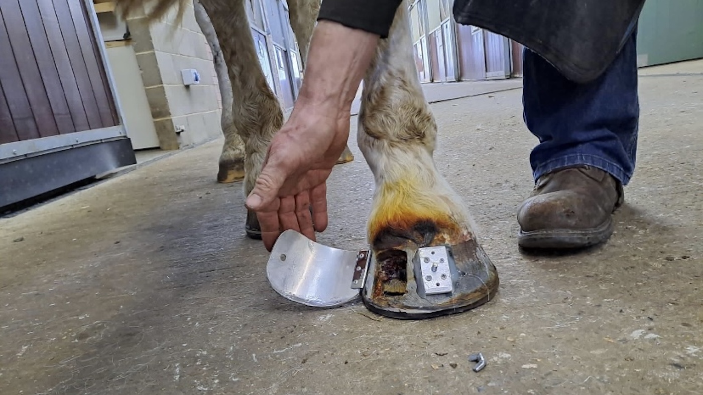 Joey&amp;rsquo;s hoof plate: hinged hoof plate for a horse recovering from keratoma