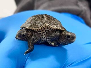 Two conjoined baby turtles were born in Massachusetts, and they're thriving against all odds.