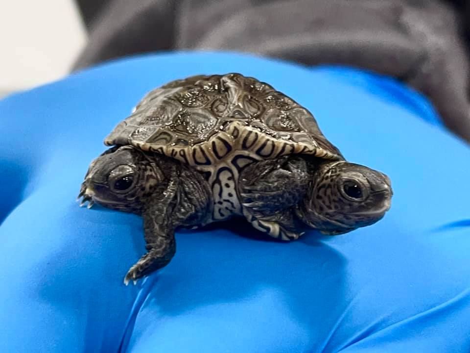 Two conjoined baby turtles were born in Massachusetts, and they&#039;re thriving against all odds.