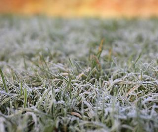 Frozen lawn in winter