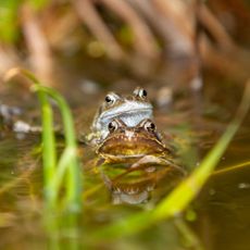 Closeup of two frogs in garden pond