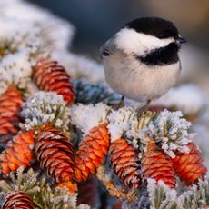 chickadee sitting on spruce branch covered in snow in winter