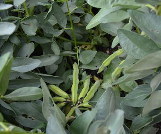 Looking down the plant at fava bean pods