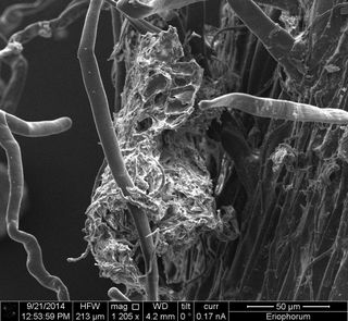 Eriophorum root, carbon, global warming