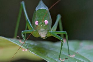 Pink-eyed katydid