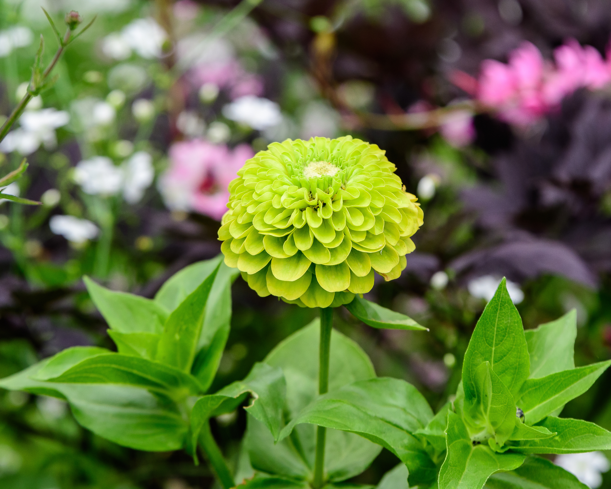 large green zinnia flower in full bloom on sunny summer day