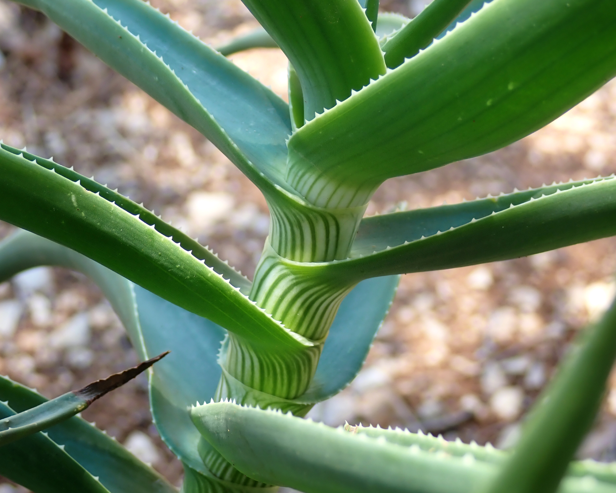 Aloe striatula growth in garden