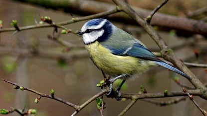 blue tit in the garden