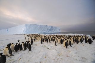 penguins, exploration, exploring Antarctica