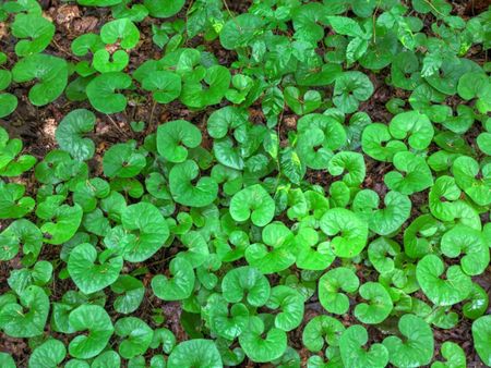 Wild Ginger Plants