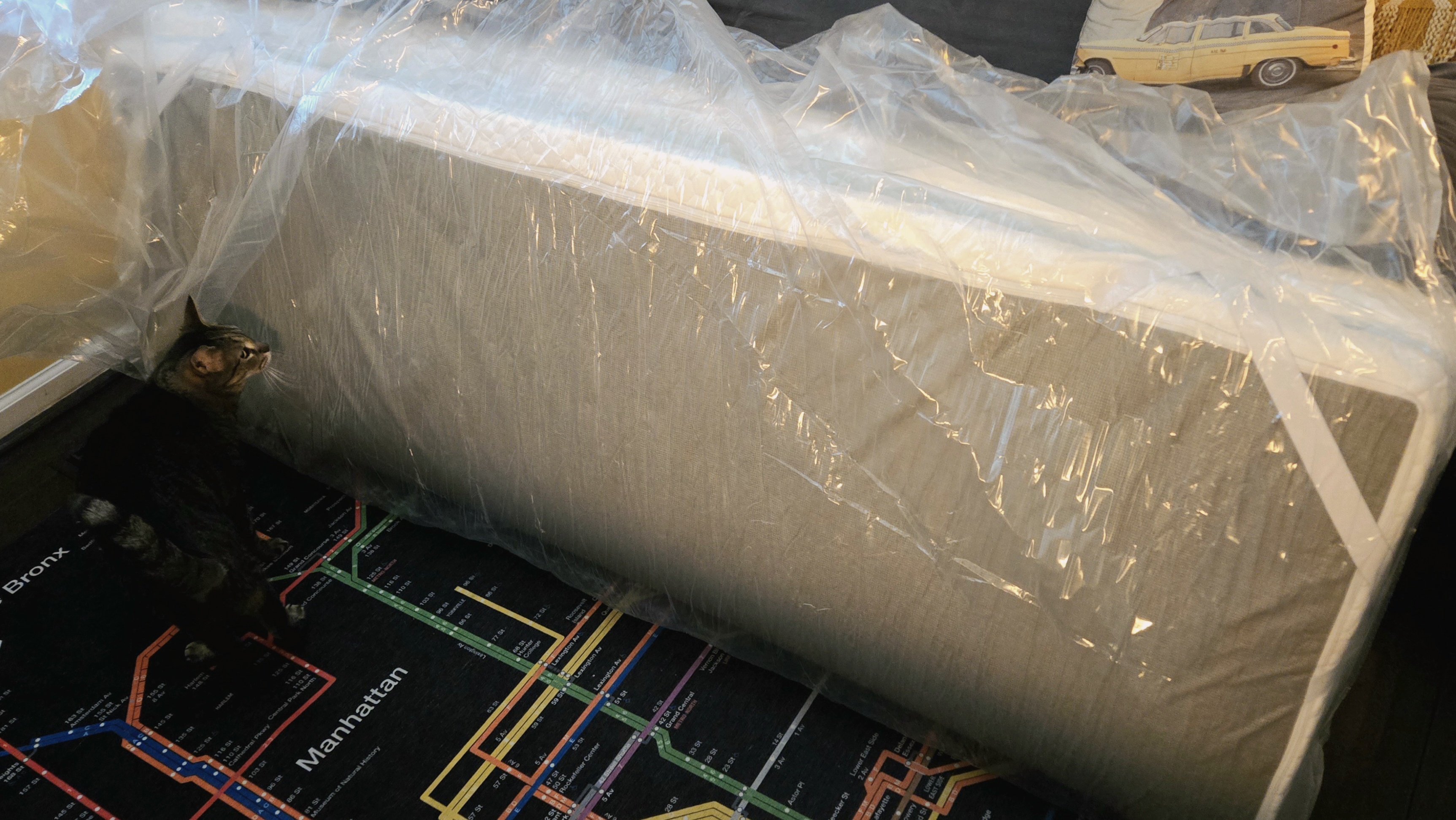 Curious cat looks at theHelix ErgoAlign Mattress Topper folded up and covered in plastic on a rug that looks like the NYC subway