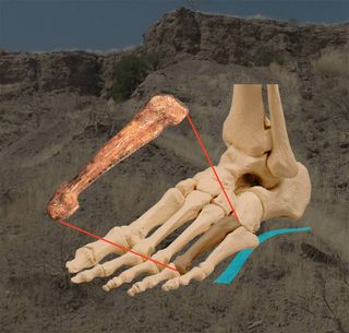 Shown here, the bones of a human foot showing the arched configuration and the location of the fourth metatarsal.
