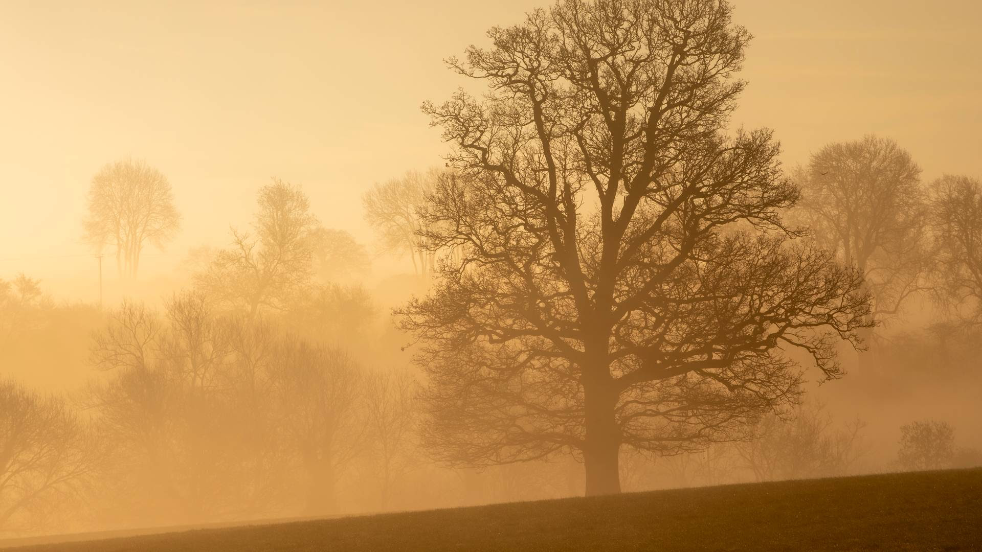 Photograph of a tree against a misty backdrop, by landscape photographer William Gray