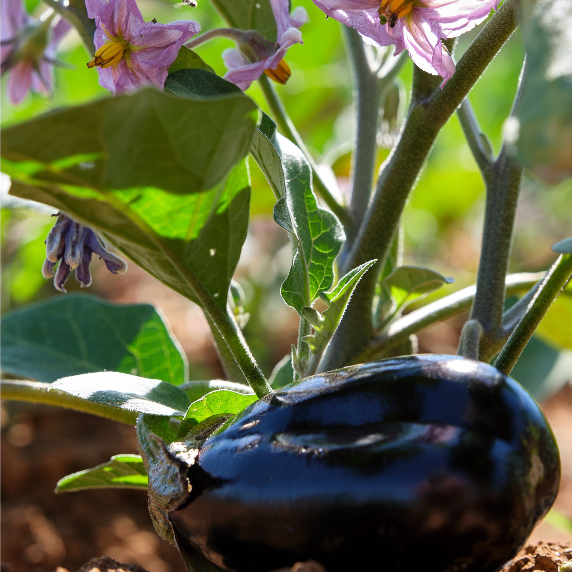 Aubergine growing on plant